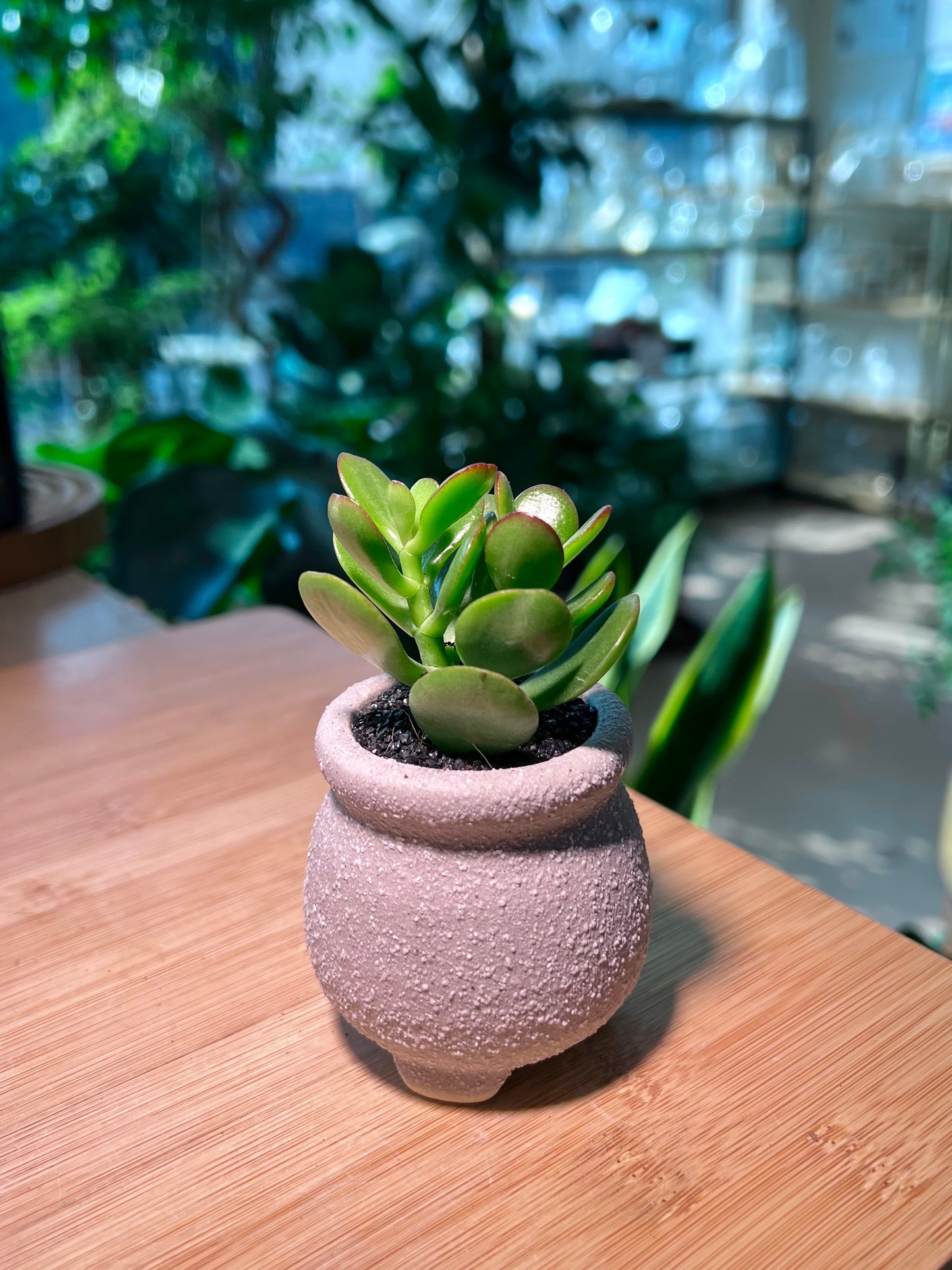 Jade Plant in Purple Ceramic Pot