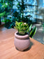 Jade Plant in Purple Ceramic Pot