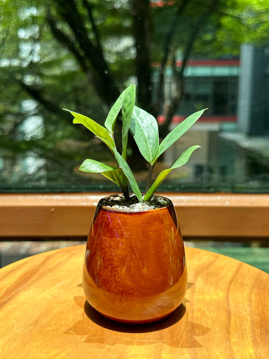 ZZ Plant in Brown Designer Pot