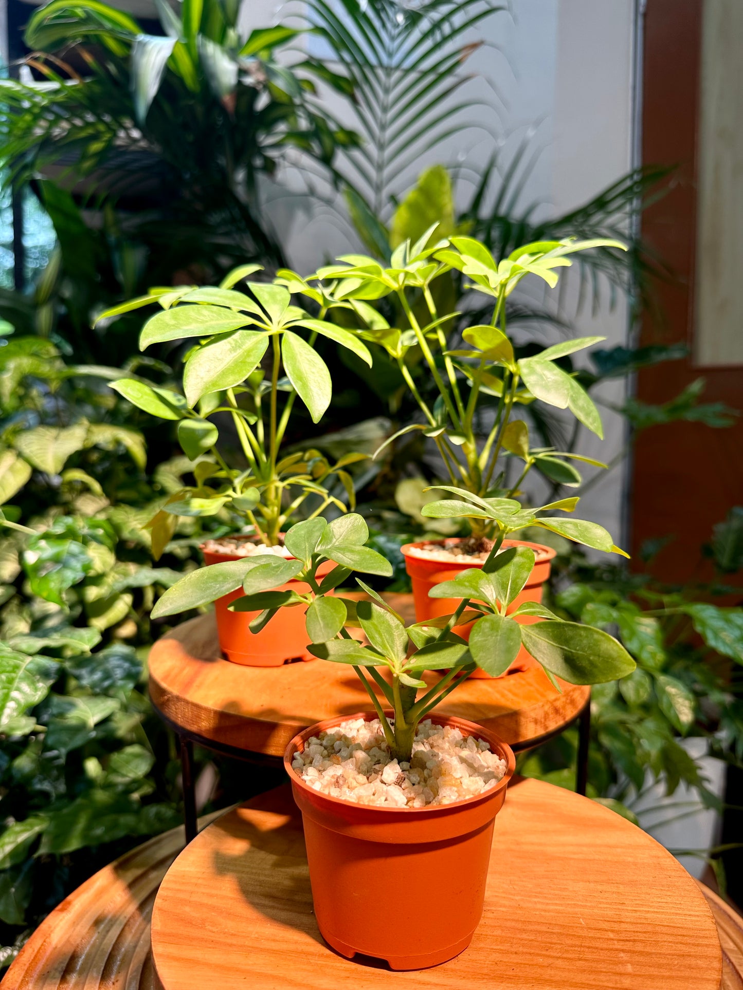 umbrella plant pots Schefflera in Plastic Pot (aka umbrella plant)