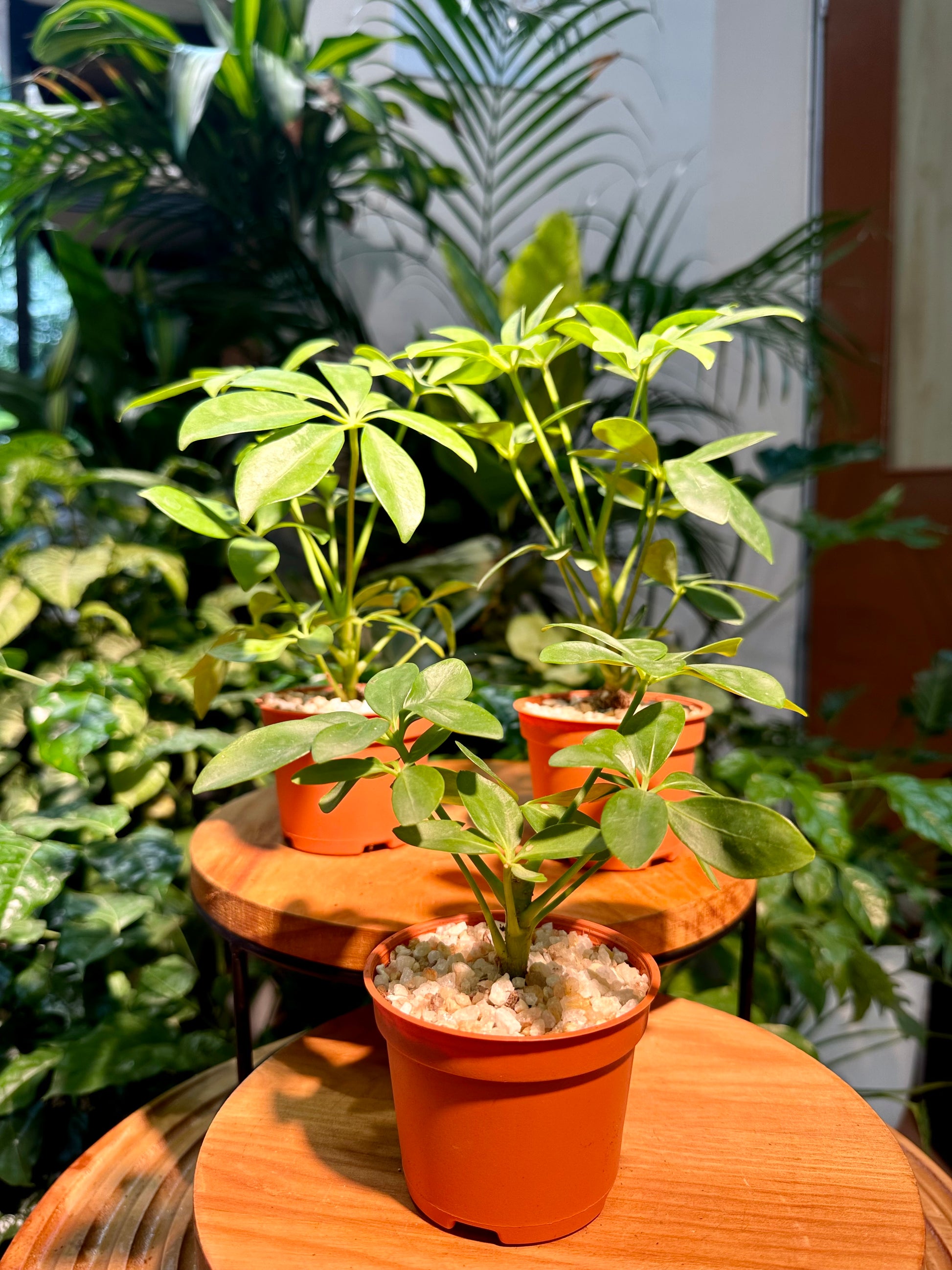 house plant umbrella plant Schefflera in Plastic Pot (aka umbrella plant)