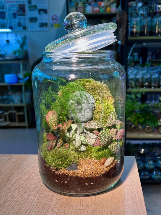 Indoor Plant Arrangement Fittonia & Moss (η½ηΊΉθ & θθ) in Glass Jar (Buddha Status)