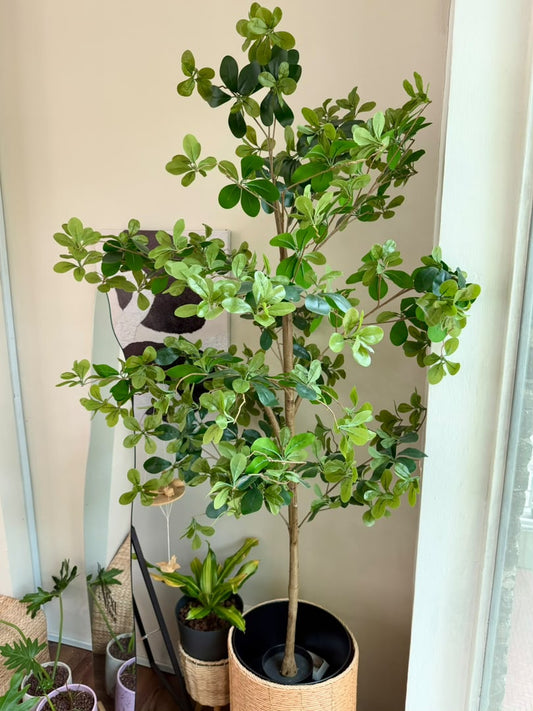 Artificial Dwarf Umbrella Tree (ιΈθζ¨) Schefflera Arboricola in Woven Basket Pot