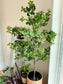 Artificial Dwarf Umbrella Tree (鸭脚木) Schefflera Arboricola in Woven Basket Pot