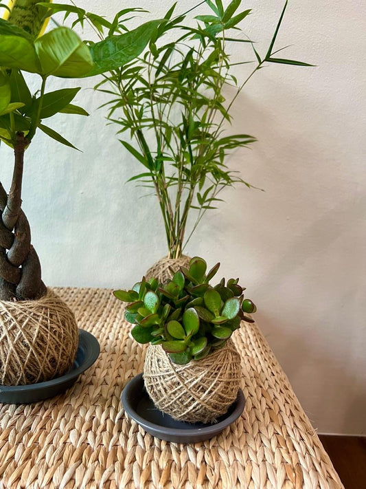 Kokedama - Jade Plant