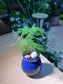 Asparagus Fern in Midnight Blue Ceramic Pot