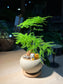 Asparagus Fern (文竹) in Greyish Ceramic Pot