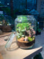 Fittonia, Asparagus Fern with Moss (Indoor Plant) Arrangement in Terrarium Jar