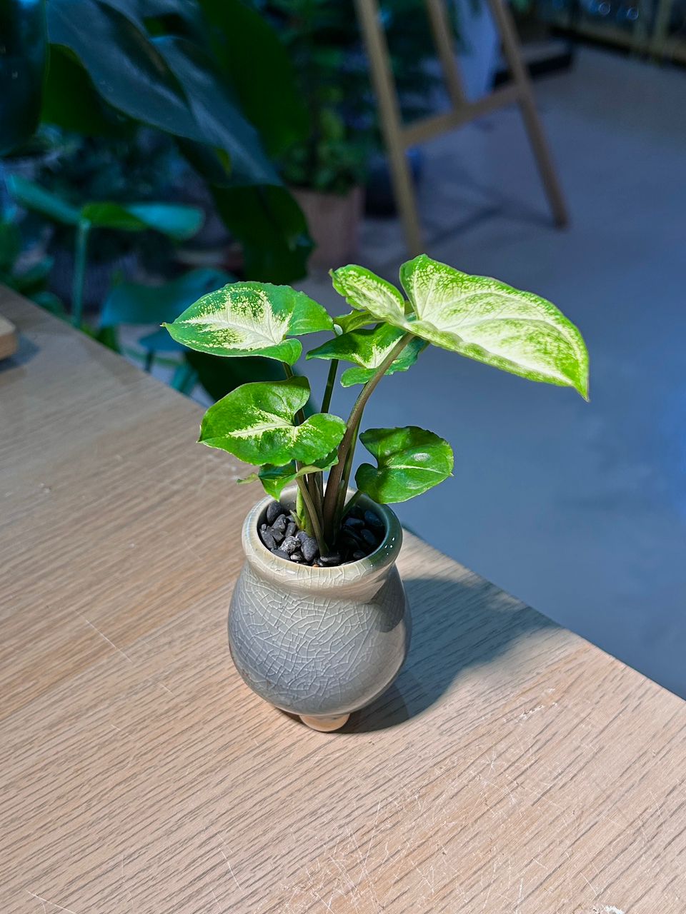 Arrowhead Plant (合果芋) Syngonium Podophyllum in Textured Glazed Ceramic Pot