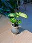 Arrowhead Plant (合果芋) Syngonium Podophyllum in Textured Glazed Ceramic Pot
