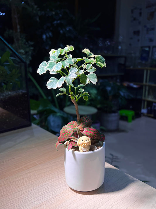 Fittonia and Variagated Polyscias Arrangement in Tall Cylindrical Pot