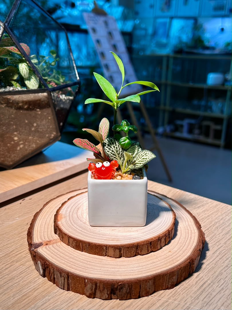 Fittonia & Nageia Nagi Arrangement (网纹草与竹柏) in White Square Ceramic Pot
