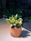 Crassula Ovata 'Gollum' in Bicolor Ceramic Pot
