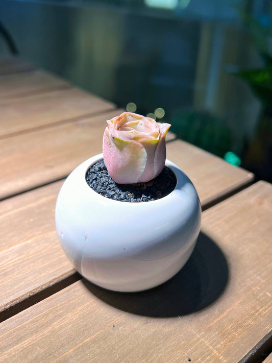 Mountain Rose in Round Plain White Ceramic Pot