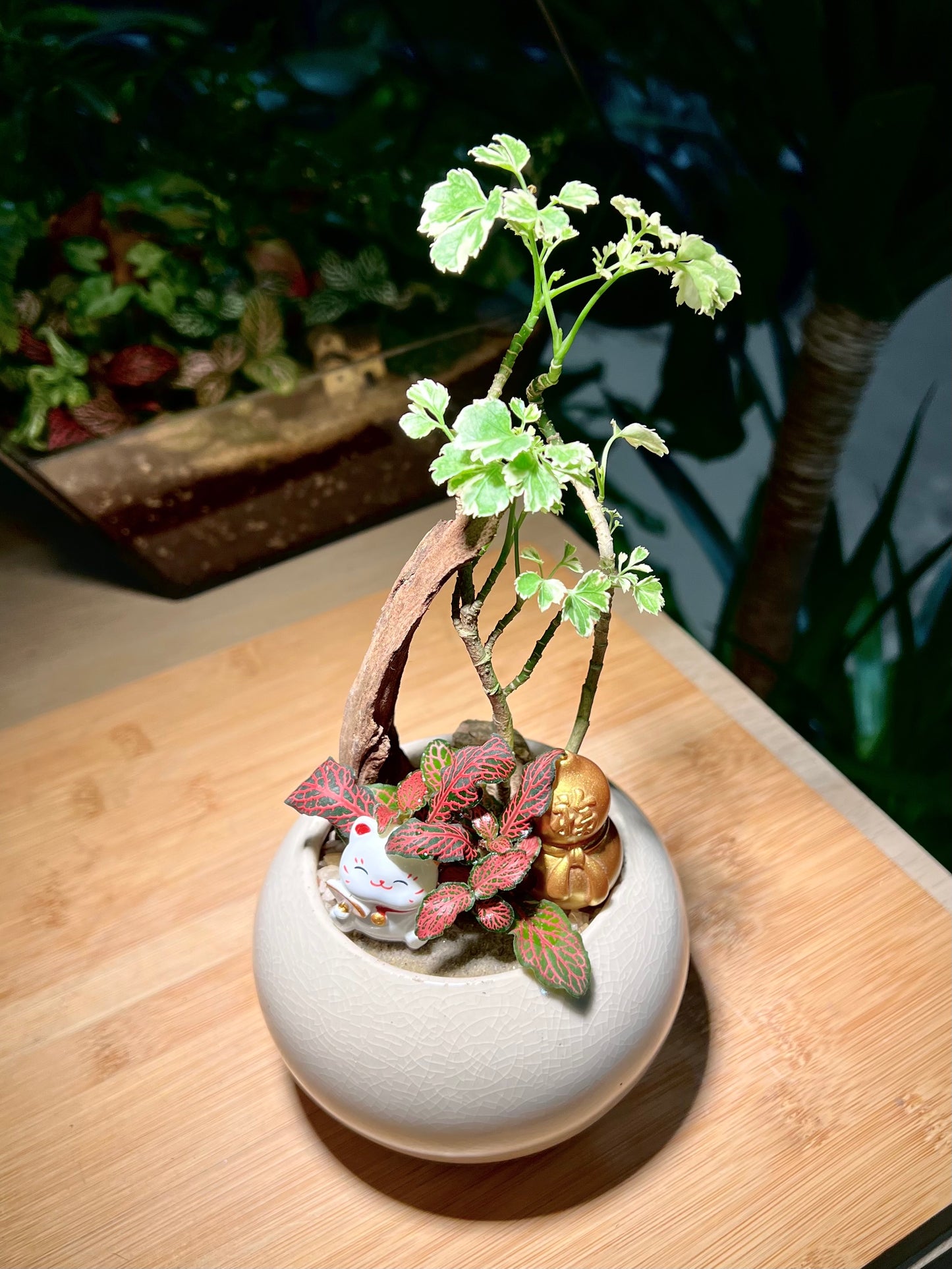 Fittonia with Polyscias Arrangement in Round Ceramic Pot