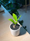 ZZ Plant (金钱树) in Tall Ceramic Pot