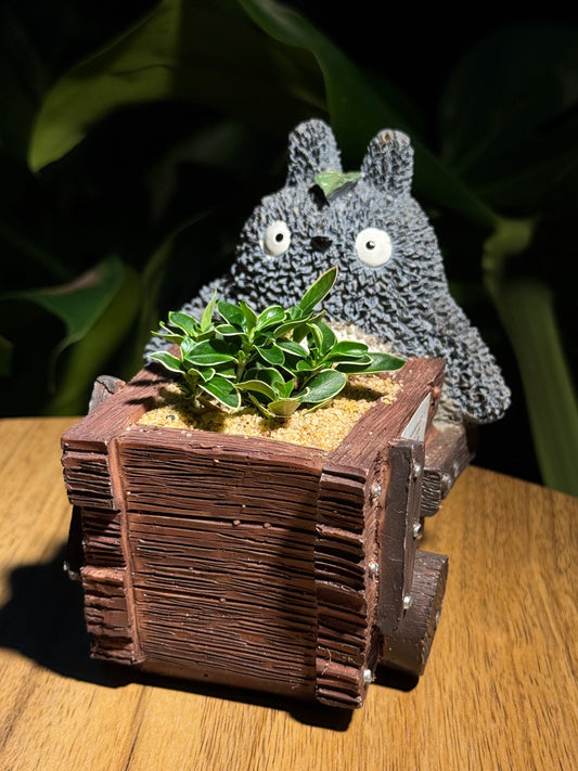 Totoro Lover: Serissa Plant in Totoro Pot