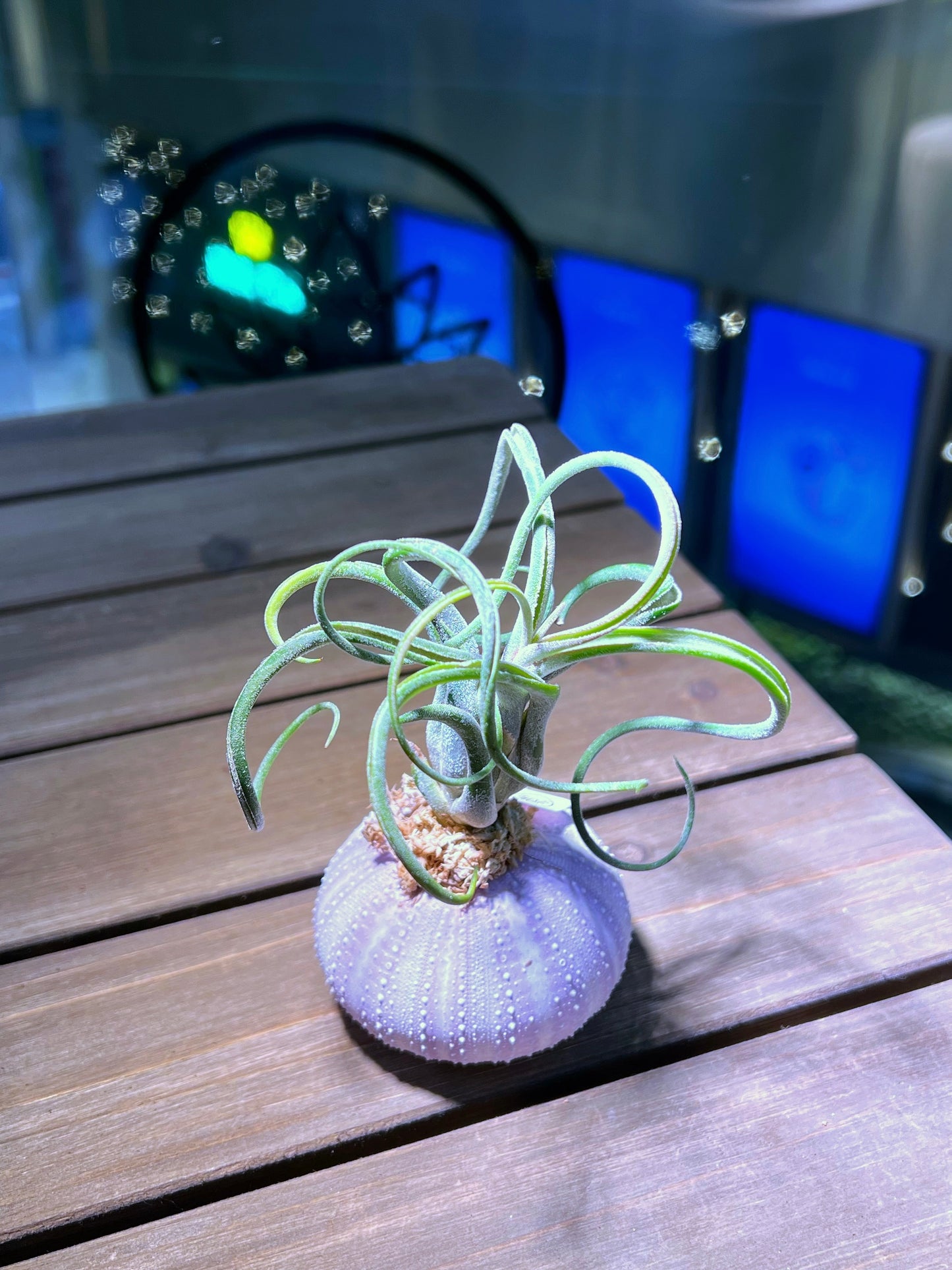 Airplant in Light Purple Seashell