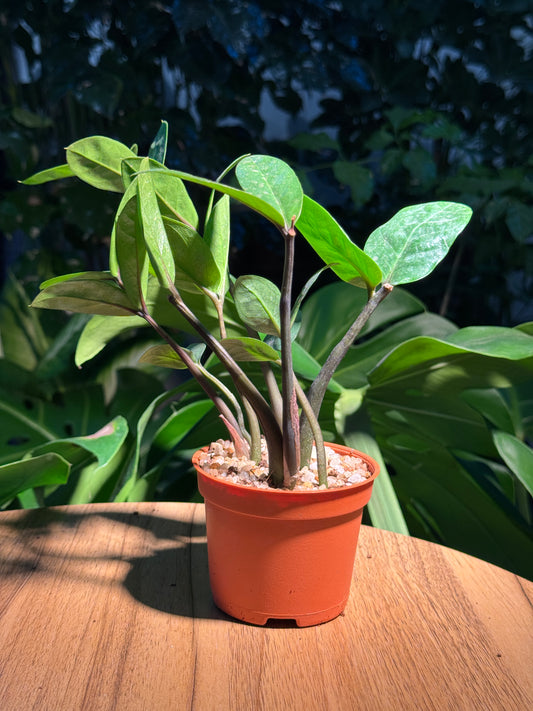 Syngonium in Plastic Pot