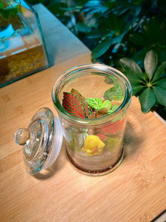 Fittonia with Moss Arrangement in Terrarium Jar (M)