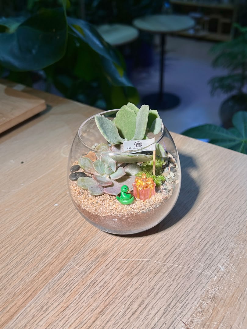 Succulent Arrangement Terrarium (多肉植物) in Crystal Glass