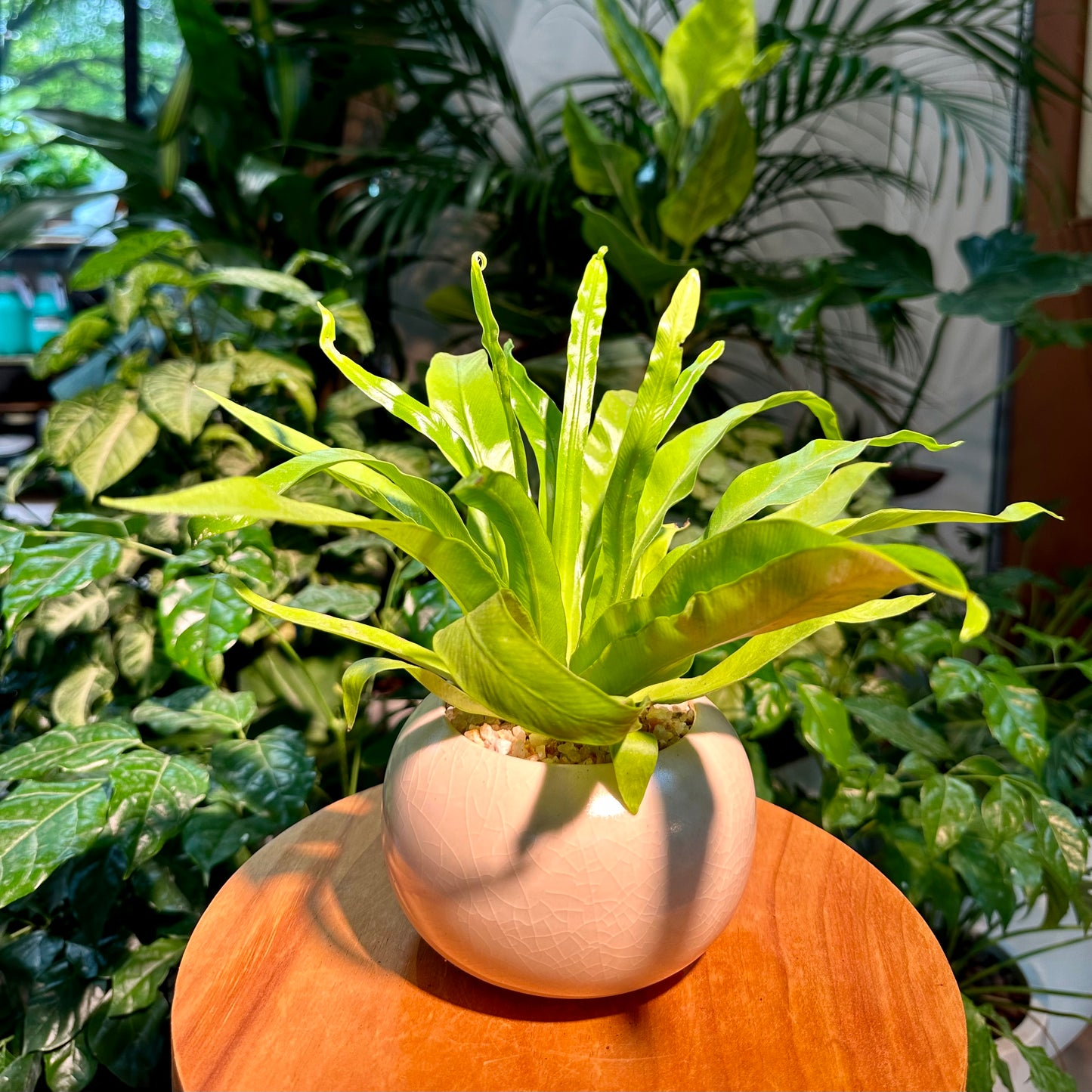 Asplenium Nidus Bird’s Nest Fern in White Designer Pot