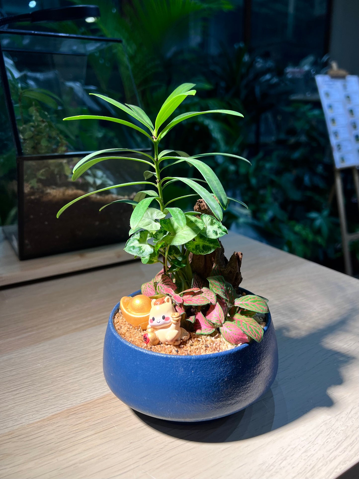 Fittonia and Podocarpus (Bonsai Indoor Plant) Arrangement in Round Sea Blue Ceramic Pot