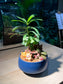 Fittonia and Podocarpus (Bonsai Indoor Plant) Arrangement in Round Sea Blue Ceramic Pot