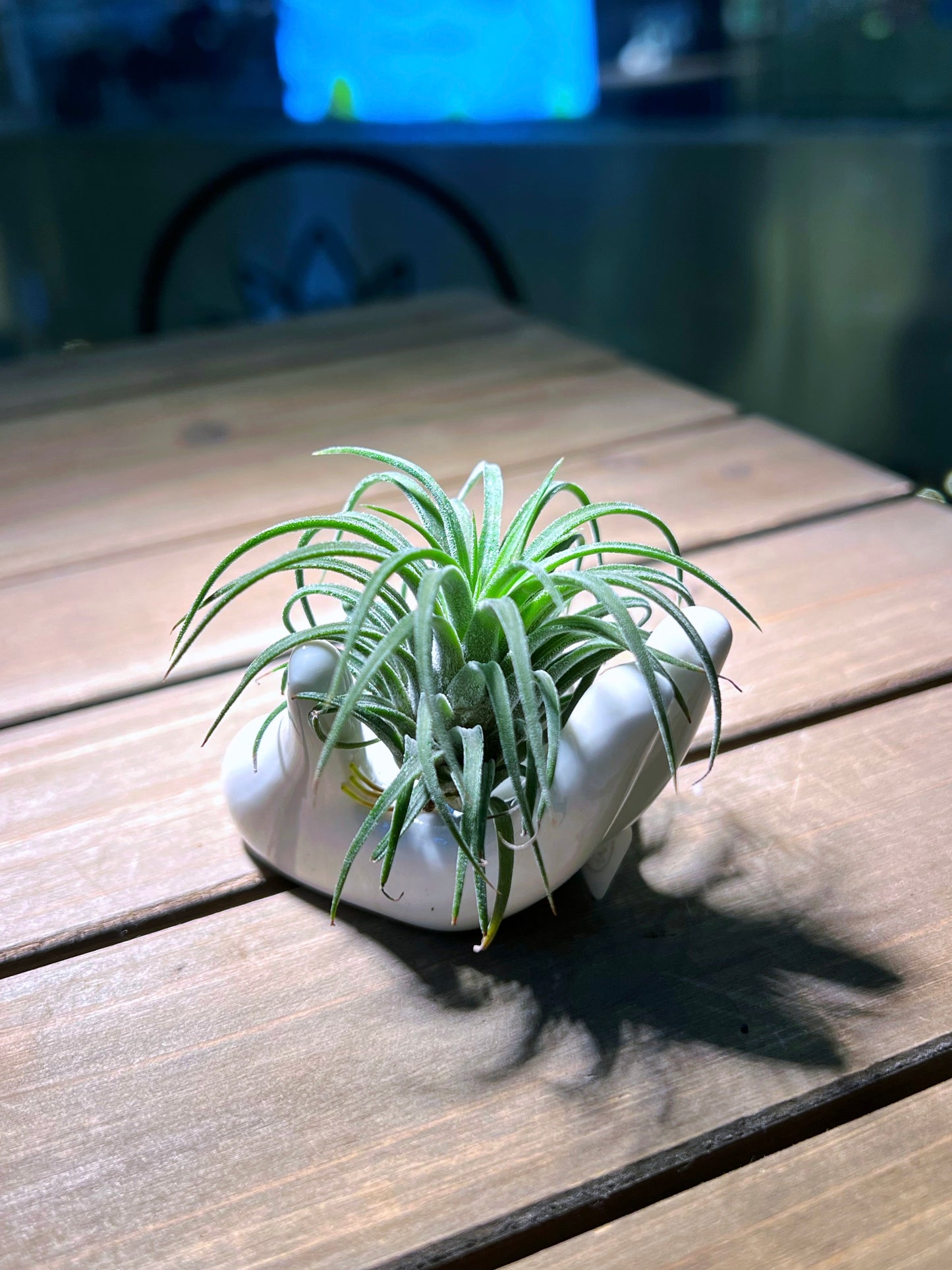 Airplant on Palm