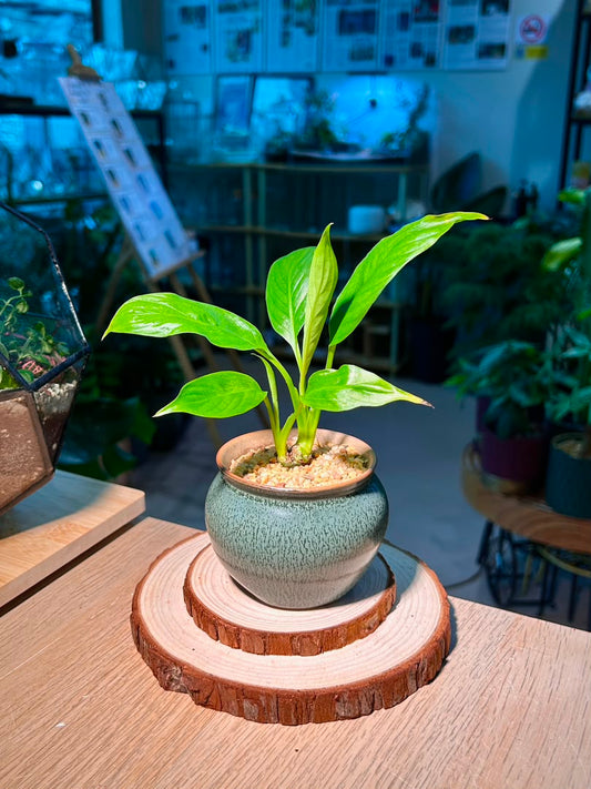 Peace Lily (η½ιΉ€θ) Spathiphyllum in Textured Matte Ceramic Pot
