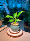 Peace Lily (白鹤芋) Spathiphyllum in Textured Matte Ceramic Pot