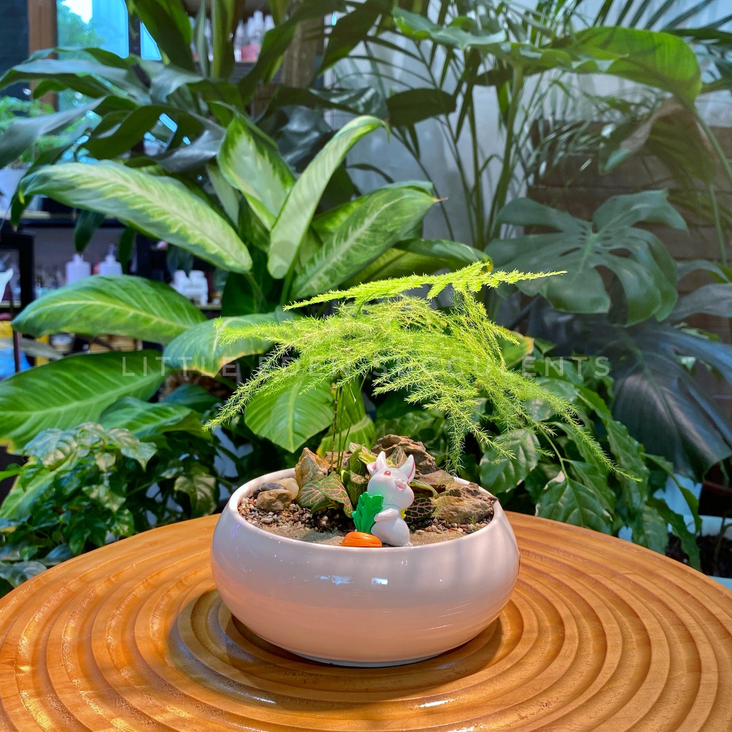 Asparagus Fern and Fittonia Arrangement in White Ceramic Pot