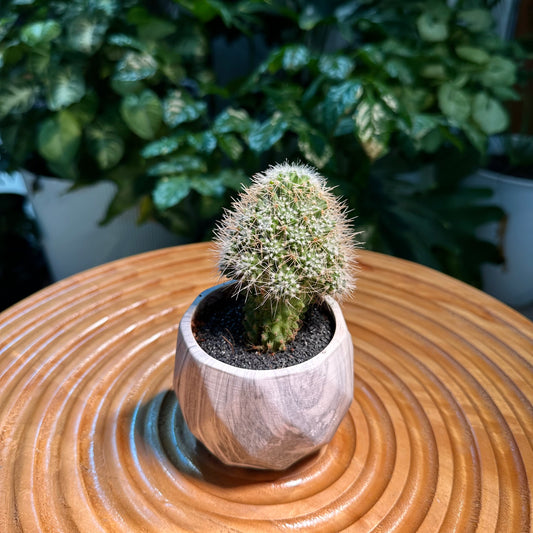 Rare Cactus Collection in Designer Pot