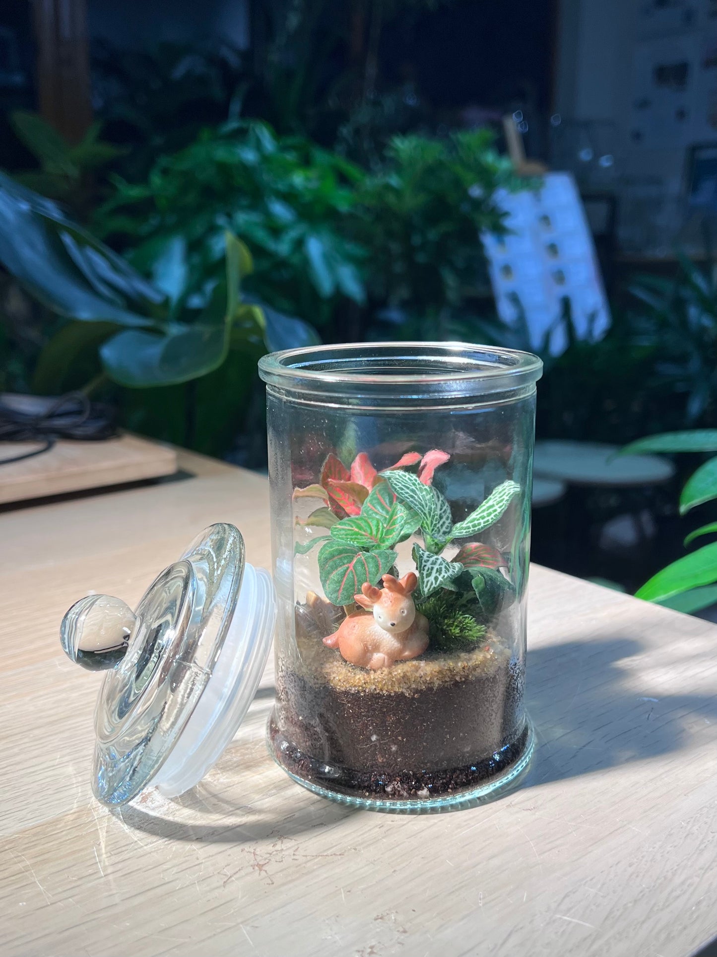 Indoor Plant Terrarium in Glass Jar (M)