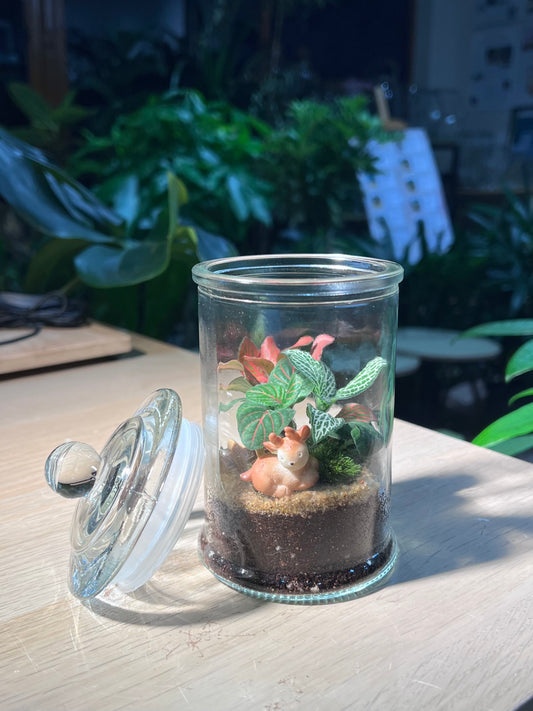 Indoor Plant Terrarium in Glass Jar (M)