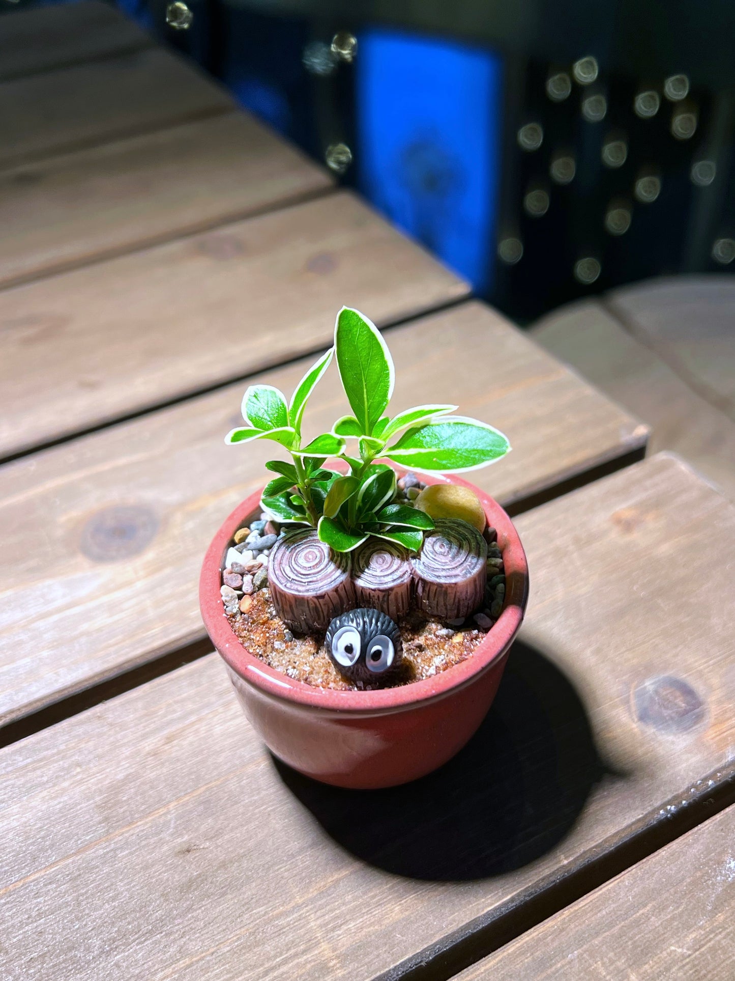 Serissa in Pinkish Red Ceramic Pot