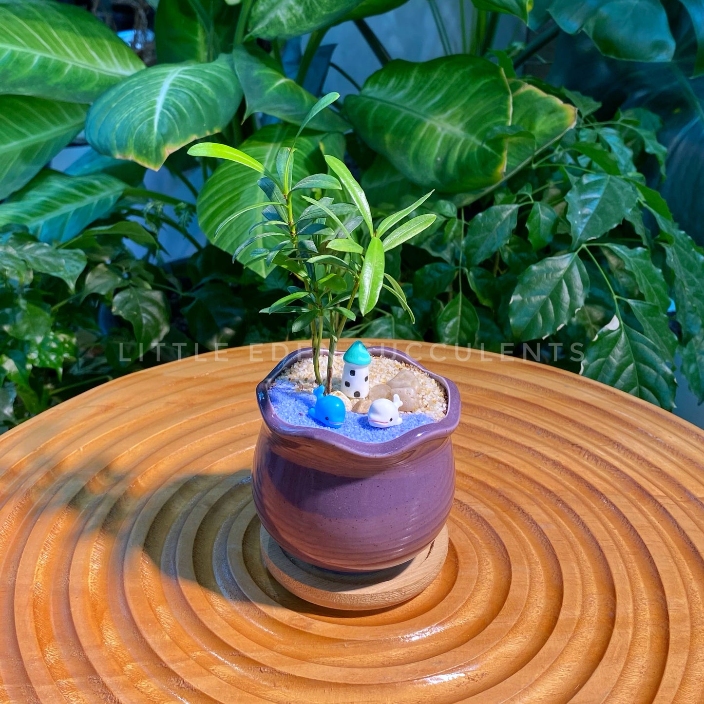 Podocarpus Nagi in Purple Glazed Ceramic Designer Pot