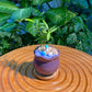 Podocarpus Nagi in Purple Glazed Ceramic Designer Pot