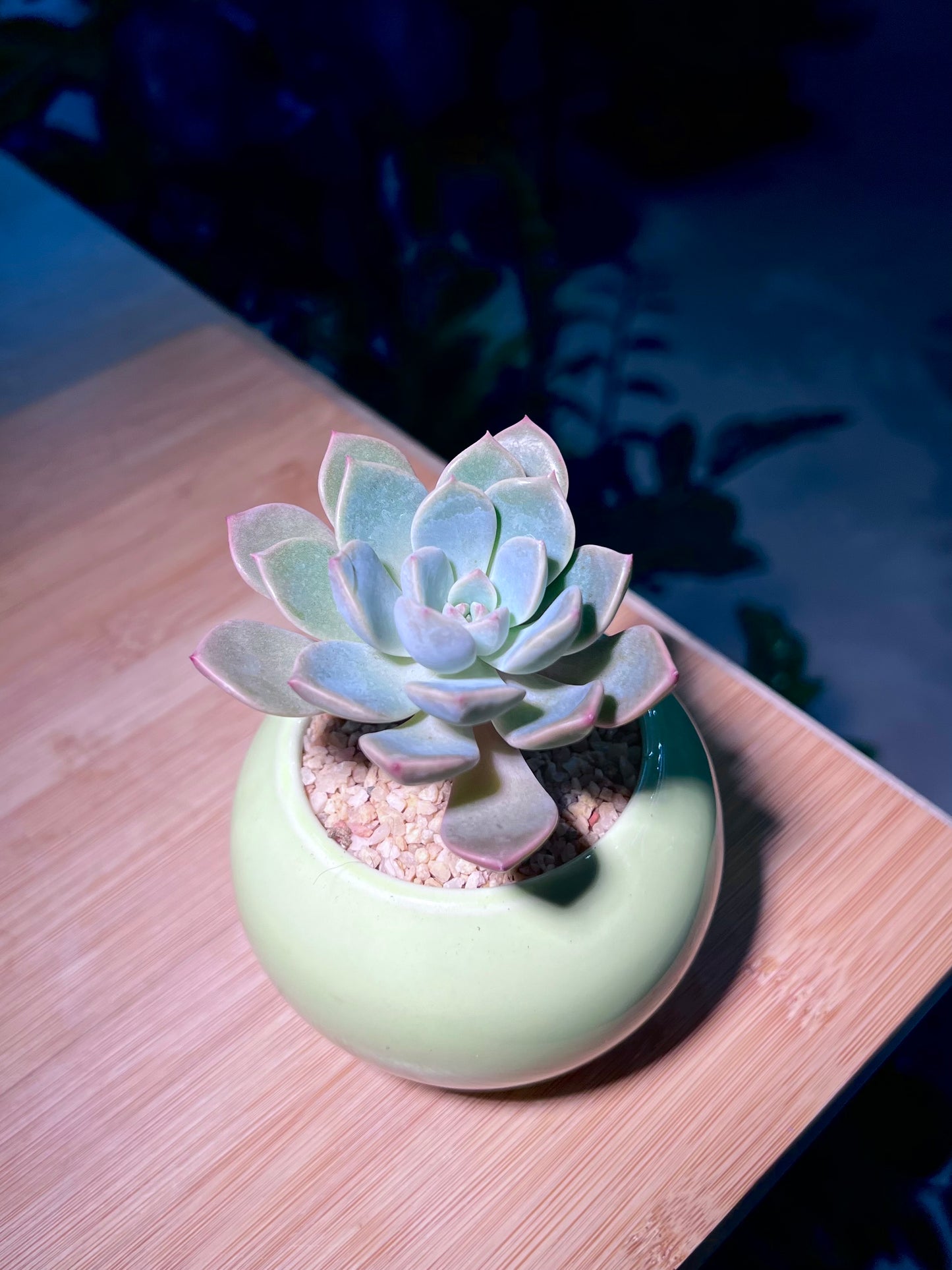 Echeveria in Lime Green Ceramic Pot