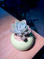 Echeveria in Lime Green Ceramic Pot