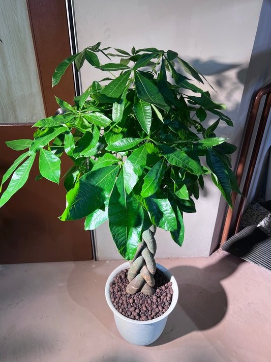 Pachira (发财树) in High Density Polymer Pot