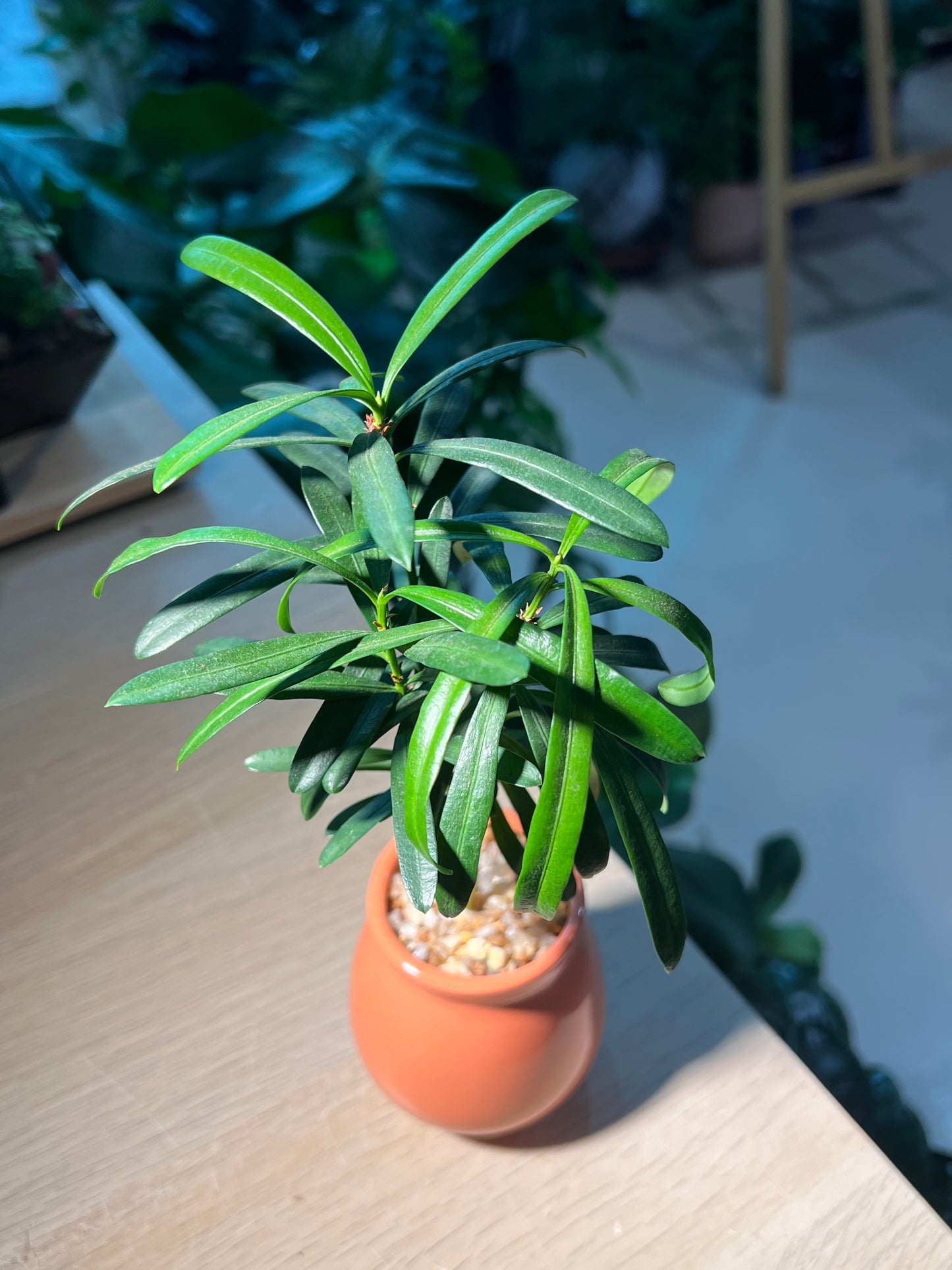 Podocarpus Macrophyllus (罗汉松) in Ceramic Pot