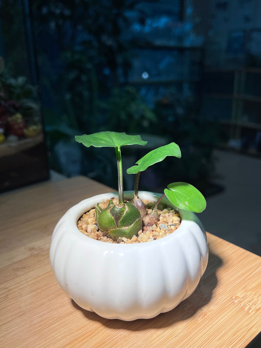 Drimiopsis Maculata in White Pumpkin Ceramic Pot