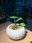 Drimiopsis Maculata in White Pumpkin Ceramic Pot