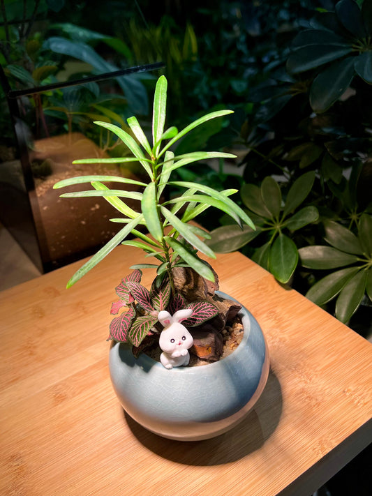 Fittonnia with Podocarpus Arrangement in Sky Blue Ceramic Pot