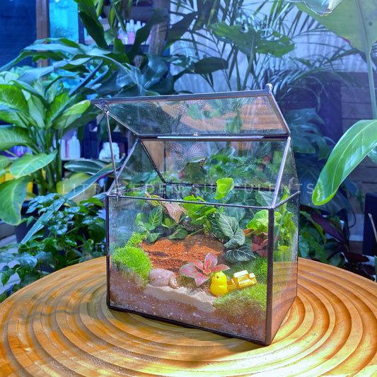 Fittonia and Fern with Moss Arrangement in Black Frame Glasshouse (S)
