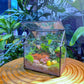 Fittonia and Fern with Moss Arrangement in Black Frame Glasshouse (S)