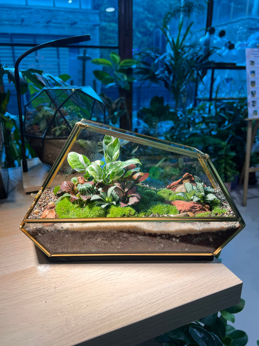 Indoor Plant Terrarium in Polygonal Glass
