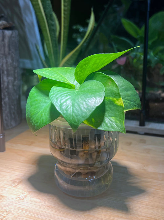 Golden Pothos in Designed Water Based Vase