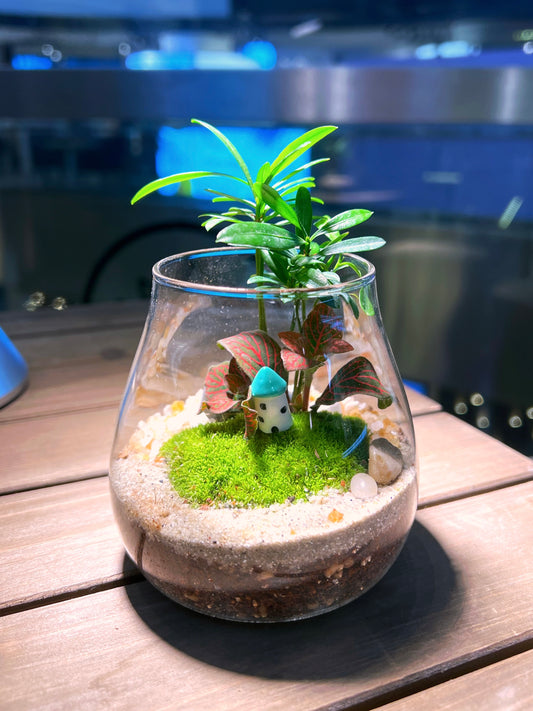 Fittonia & Fern with Moss Arrangement  in Water Drop Terrarium Glass